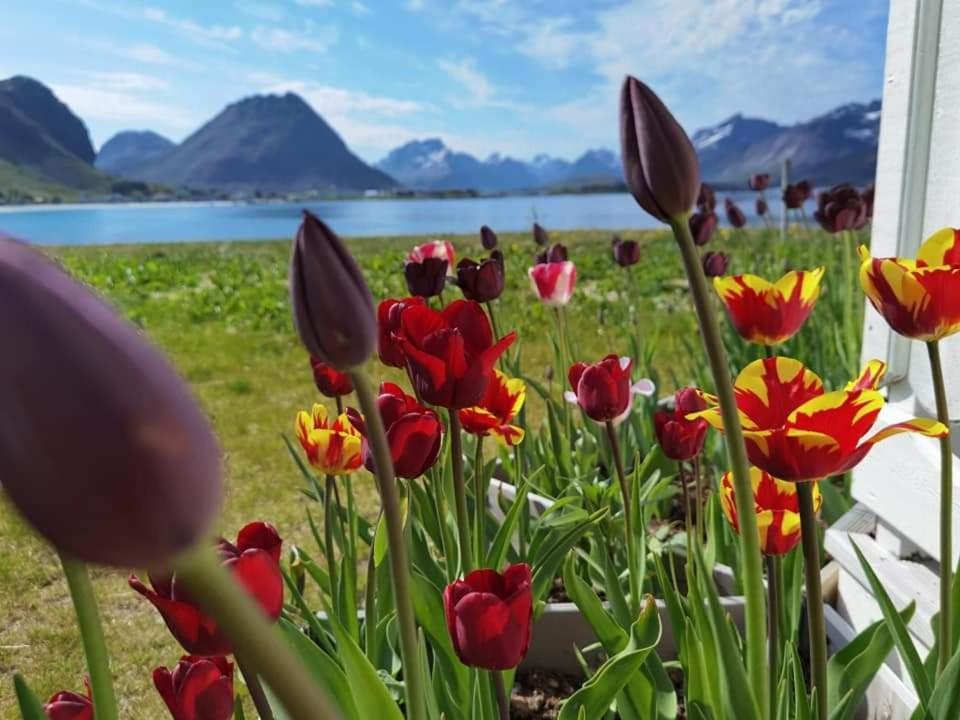 Banpim Beachside Lofoten Ramberg Luaran gambar